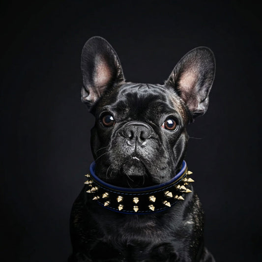 "Frenchie" collar